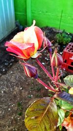 Close-up of flowers