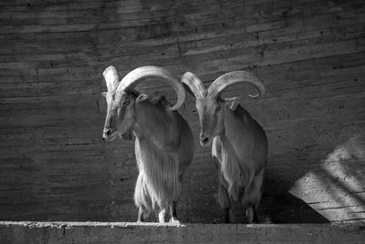 View of cow on wall