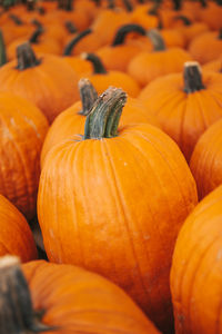 Full frame shot of pumpkins