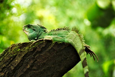 Close-up of a lizard on tree