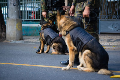 Dogs of the armed forces during military parade in celebration of brazil independence