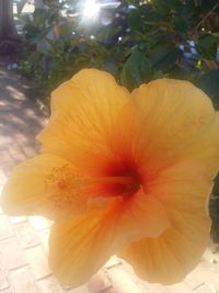 Close-up of yellow hibiscus blooming outdoors