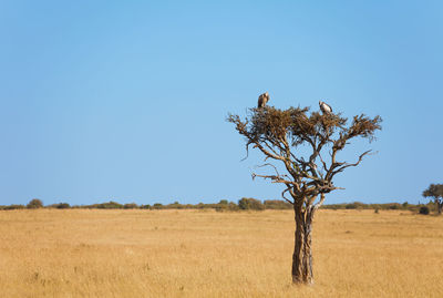 Tree on field against clear blue sky