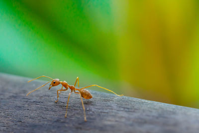 Close-up of insect on leaf