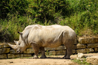 Side view of rhino in paddock 