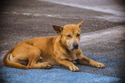 Portrait of a dog lying on the road