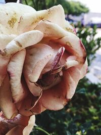 Close-up of hand holding lizard