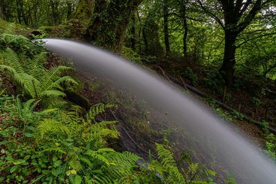 Running water through forest with long exposure to create blurred water effect 