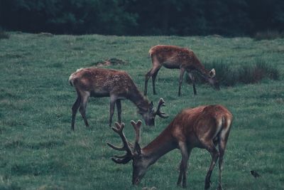 Deer grazing in a field