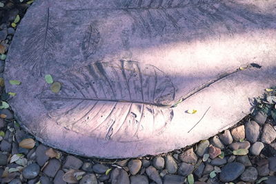 High angle view of leaf