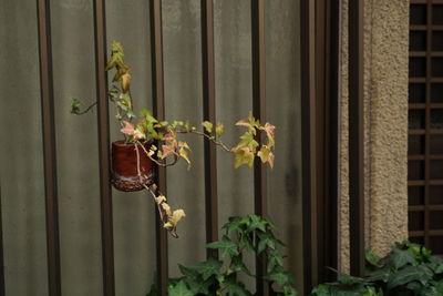 Close-up of potted plant on window