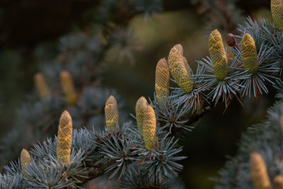 Close-up of succulent plant