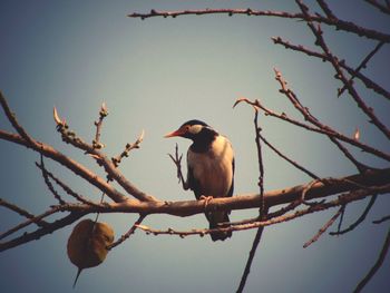 Close-up of bird perching on twig against clear sky