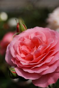 Close-up of pink rose