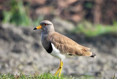 Grey headed-lapwing