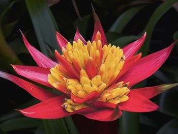 Close-up of red bromeliad flower