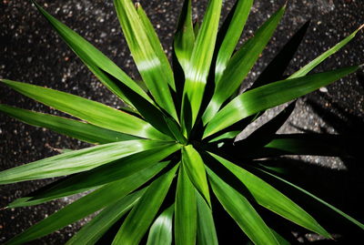 Close-up of fresh green plant