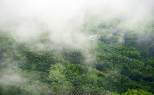 Scenic view of foggy forest