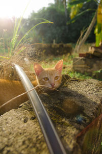 Portrait of cat sitting outdoors