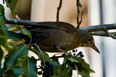 Close-up of bird perching on a branch