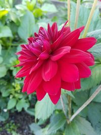 Close-up of pink flower blooming outdoors