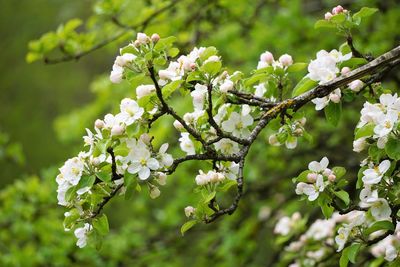 Close-up of flowers on tree