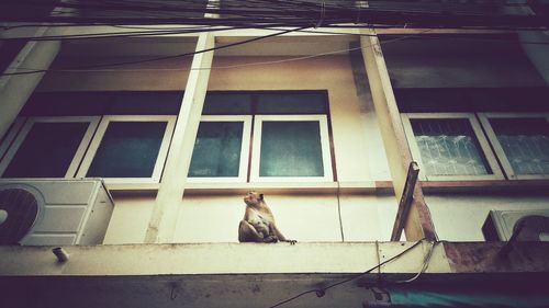Cat looking away