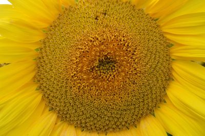 Macro shot of sunflower