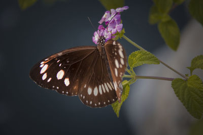 Close-up of butterfly pollinating on flower