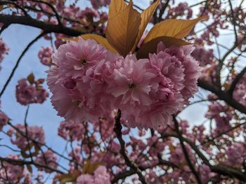 Close-up of pink cherry blossom