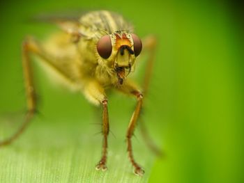 Close-up of insect on leaf