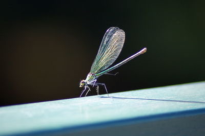 Close-up of grasshopper