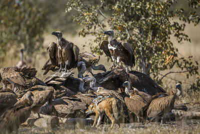 Flock of birds