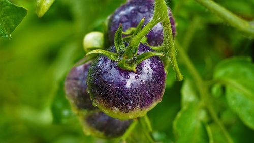 Close-up of fruit growing on plant