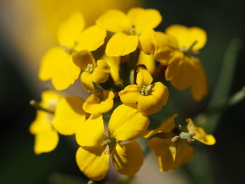 Close-up of yellow flowers blooming at park