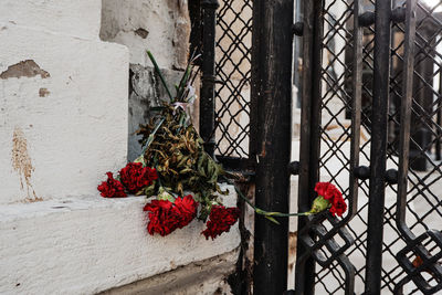 Red roses laying at cemetery gates.