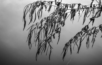 Low angle view of branch against sky at dusk