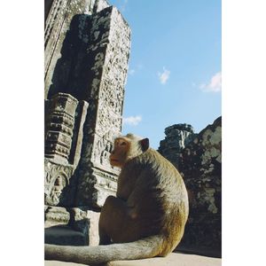 Monkey sitting outside bayon temple