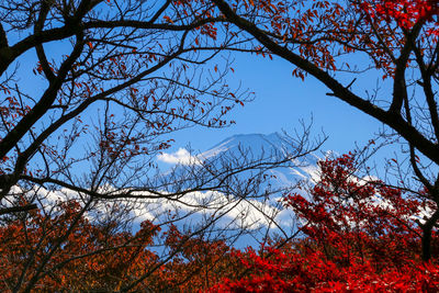 Low angle view of cherry blossoms against sky