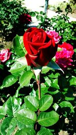 Close-up of red flowers blooming outdoors