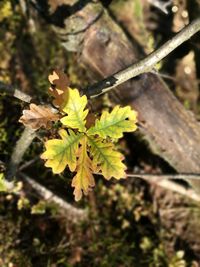 Close-up of leaves growing on branch