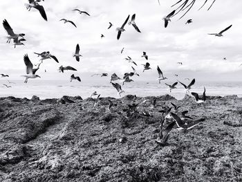 Seagulls flying over beach against sky