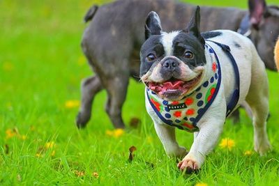 Portrait of dog on grassy field