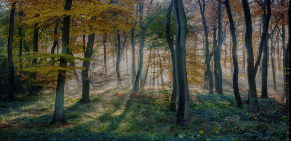 Trees in forest during autumn