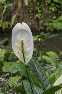 Close-up of white flowering plant