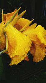 Close-up of yellow flower