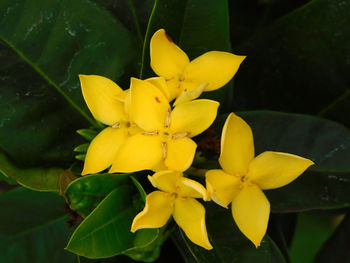 Close-up of yellow flowers blooming outdoors