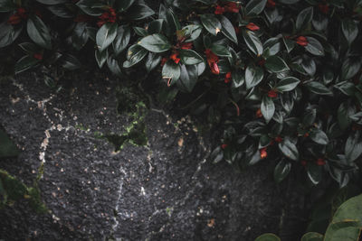 Close-up of plants