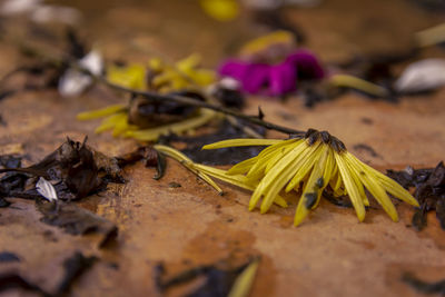 Close-up of yellow flowering plant on wood