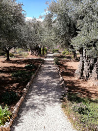 Footpath amidst trees against sky